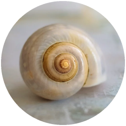 Achtsamkeit_250.png