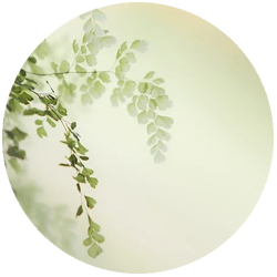 Natur_250.png